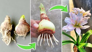 Tips on Growing Amaryllis Bulbs  How to Make Hippeastrum Quickly Root and Bloom [upl. by Rora]