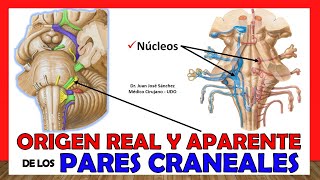 🥇 ORIGEN REAL Y APARENTE de los Pares Craneales  ¡Resumen en 20 minutos [upl. by Maidel]