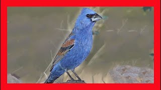 Blue Grosbeak Song Blue Grosbeak Call Blue Grosbeak Sound Blue Grosbeak Singing Blue Grosbeak [upl. by Fotina612]