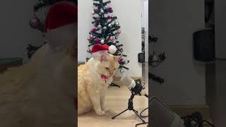 GATOXINHA CANTANDO JINGLE BELLS gatoxinha gatos natal [upl. by Eiramalegna]