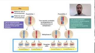 Biology 074 Patterns of Inheritance 1 [upl. by Winonah]