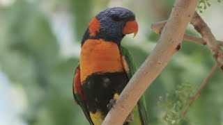 Rainbow Lorikeet AKA Red collared Lorikeet [upl. by Sirrep64]