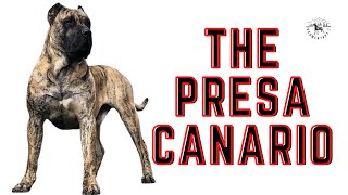 THE PRESA CANARIO [upl. by Roswell]