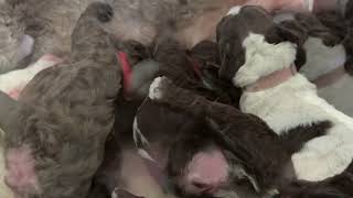 6 day old Lagotto Romagnolo Puppies [upl. by Cchaddie346]