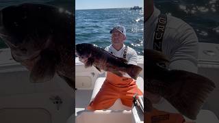 Tautog caught off Narragansett tautog blackfishing blackfish [upl. by Joub]