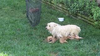 Cairn Terrier Puppies For Sale [upl. by Sumer]