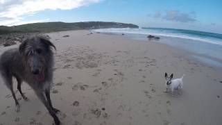 Scottish Deerhound versus Jack Russell Terrier no contest [upl. by Loise]