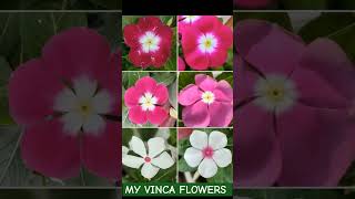 My Vinca flower flowers garden gardening vinca vincaflower vincaplant [upl. by As577]