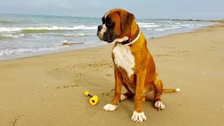 Einfach traumhaft schön Der Hundestrand im Ferienort Riumar [upl. by Jaine]