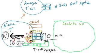 Anergic Selfreactive T cells [upl. by Aniret]