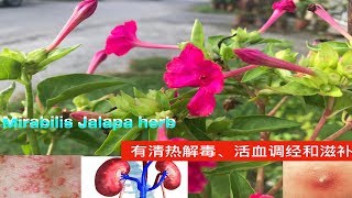 紫茉莉功效和作用Mirabilis jalapa medicinal uses。Manfaat bunga pukul empat [upl. by Matthew]