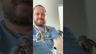 Man finds baby owls in the vent [upl. by Miett]