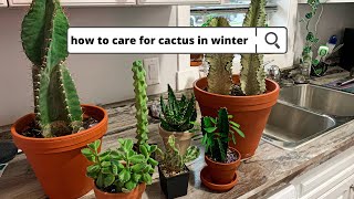 Cactus  Succulent Winter Care 🌧 no grow lights [upl. by Hilton]