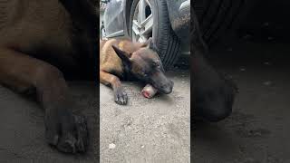 Malinois Linda eats beef tail Delicious and healthy food for dogs [upl. by Tamaru]