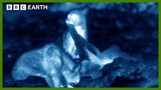 Bears Caught Getting a Midnight Snack in Night Vision﻿﻿  BBC Earth [upl. by Dorkas189]