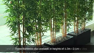 Bamboos make wonderful screen plants [upl. by Yeclehc]