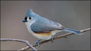 Tufted titmouse Sounds [upl. by Notsehc612]