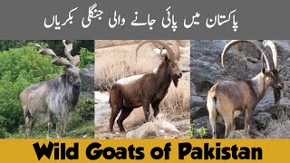 Wild Goats of Pakistan  Markhor  Himalayan Ibex  Sindh Ibex  Wildlife of Pakistan [upl. by Croom949]