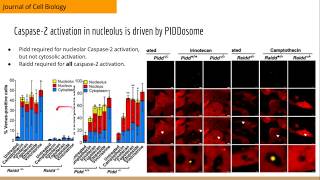 NPM1 directs PIDDosomedependent caspase2 activation in the nucleolus [upl. by Yung989]