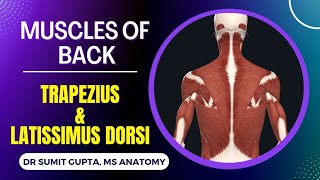 MUSCLES OF BACK  Trapezius and latissimus dorsi muscles  POSTERIOR AXIOAPPENDICULAR MUSCLES [upl. by Ranite713]