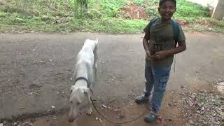 Fun with a MUDHOL HOUND [upl. by Fanni]