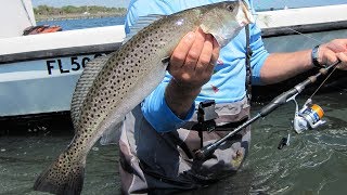 Sea Trout Fishing  Monster Speckled Trout on DOA Lures Shrimp [upl. by Iahs]