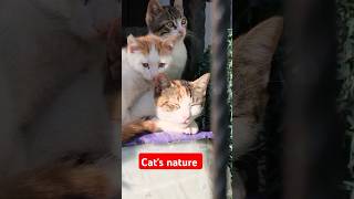 Cats nature  বিড়ালের কান্ড কারখানা [upl. by Venterea]