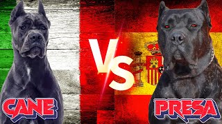 Cane Corso Vs Presa Canario Presa Canario Vs Cane Corso Köpekleri Dog [upl. by Gnol621]