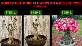 HOW TO PRUNE A DESERT ROSE TO GET MORE FLOWERS Adenium [upl. by Eisned774]