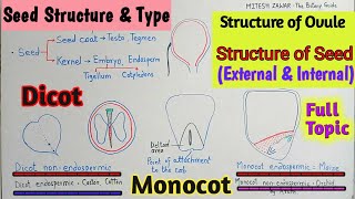 SEED STRUCTURE AND TYPES OF SEEDS  Dicot Seed and Monocot Seed  Endospermic and Non Endospermic [upl. by Brad]