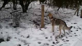 Saarlooswolfhond in Castricum [upl. by Suirada944]