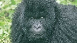 Gorillas and Wildlife of Uganda HD [upl. by Linnea]