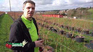 Heidelbeerstrauch schneiden für leckere Heidelbeeren  Erdbeerland Ernst  Mark [upl. by Hsaniva]