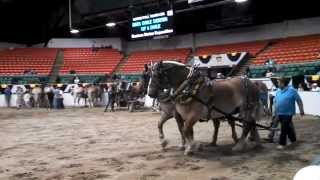 Horses Show on Big E West Springfield MA September 21 2015 [upl. by Ecirp30]