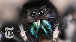 Inside a Jumping Spider’s Brain  ScienceTake  The New York Times [upl. by Sjoberg195]