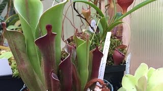 TROPICAL CARNIVOROUS PLANT SPRINGTIME TOUR NEPENTHES HELIAMPHORA SUNDEWS BUTTERWORTS CEPHALOTUS [upl. by Kingdon878]