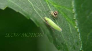 Spider Bites Leafhopper Part 1 [upl. by Genni931]