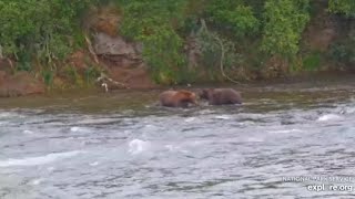 Katmai Brooks Falls Bear 747 chased bear 151 out from the office 0822 2024 [upl. by Honor]