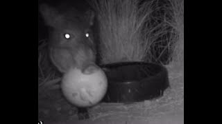 Night of the pumpkin and baby javelina 12824 [upl. by Dahle]