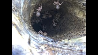 Ephebopus murinus Skeleton Leg Tarantular slings removal [upl. by Ennavoj]