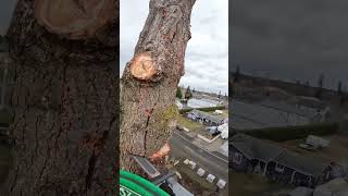 Cutting down a large Fir tree with a Stihl ms200t and Husky 592xp [upl. by Wylma]