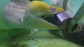 Moray eels second jaw is visible as it swallows mackerel [upl. by Mushro]