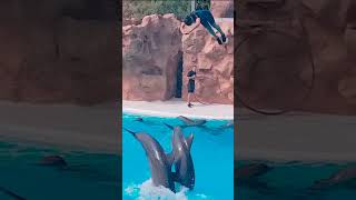 Unbelievable Dolphin Show  A Spectacular Ocean Performance 🌊🐬 [upl. by Rodmann]