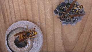 Duel Between Queens Paper Wasp vs Yellow Hornet [upl. by Wartow183]