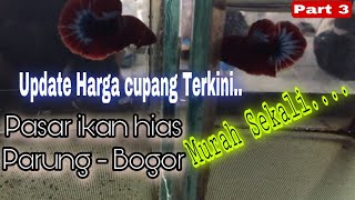 UPDATE HARGA CUPANG TERKINI  PASAR IKAN HIAS PARUNG Part 3 [upl. by Ligetti963]