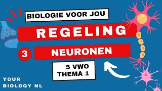 5 vwo  Regeling  3  Het zenuwstelsel neuronen [upl. by Aneekan]