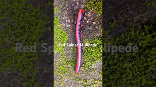 Wait 🐛🪱 Choo Choo🥺Red Spined Millipede asmr millipede millipedes insects redspinedmillipede [upl. by Kendyl]