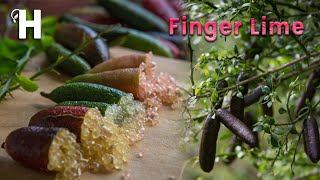 Amazing Finger Lime Cultivation And Harvest – Finger Lime Health Benefits – Caviar Lime  Happy Farm [upl. by Brigida]