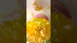 Yellow Chrysanthemum flower ASMR relax [upl. by Fugere]