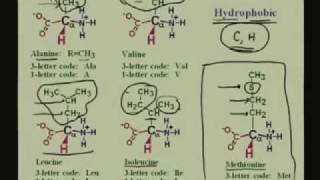 Lecture  1 Amino Acids I [upl. by Pincince]